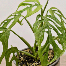 Cargar imagen en el visor de la galería, Monstera Adansonii – La Planta con Hojas Perforadas que Roba Miradas