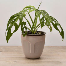 Cargar imagen en el visor de la galería, Monstera Adansonii – La Planta con Hojas Perforadas que Roba Miradas