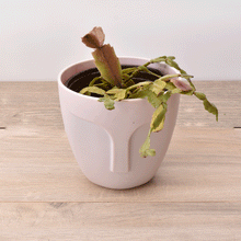 Cargar imagen en el visor de la galería, Pata de Jaiba – Elegancia Natural que Refresca tu Hogar