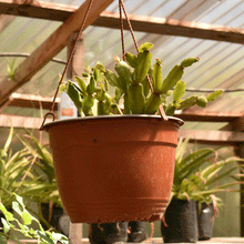 Cargar imagen en el visor de la galería, Pata de Jaiba – Elegancia Natural que Refresca tu Hogar