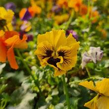 Cargar imagen en el visor de la galería, Pensamiento – Color y Alegría Todo el Año en Tu Jardín o Balcón