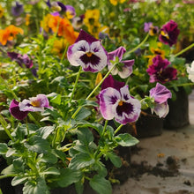 Cargar imagen en el visor de la galería, Pensamiento – Color y Alegría Todo el Año en Tu Jardín o Balcón