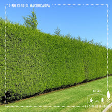 Cargar imagen en el visor de la galería, Pino Macrocarpa – El Cerco Vivo Firme y Siempre Verde