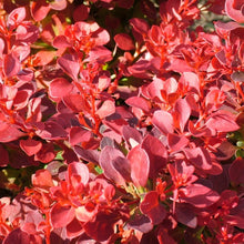Cargar imagen en el visor de la galería, Berberis Purpurea – Color Intenso y Elegancia Natural para tu Jardín