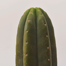 Cargar imagen en el visor de la galería, Cactus San Pedro – Fuerza, Belleza y Resistencia en una sola Planta