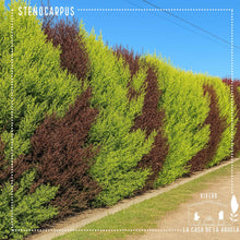 Cargar imagen en el visor de la galería, Stenocarpus – El Cerco Vivo Elegante y Colorido para Tu Jardín