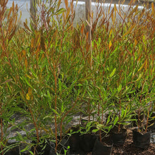 Cargar imagen en el visor de la galería, Stenocarpus – El Cerco Vivo Elegante y Colorido para Tu Jardín