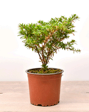 Cargar imagen en el visor de la galería, Verónica Colombiana – Colores vivos que alegran tu jardín todo el año