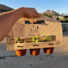 Cargar imagen en el visor de la galería, KIT DE SUCULENTAS