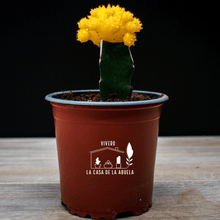 Cargar imagen en el visor de la galería, Cactus Injertado