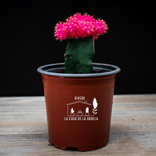 Cargar imagen en el visor de la galería, Cactus Injertado