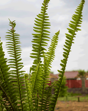 Cargar imagen en el visor de la galería, Helecho Espada – Frescura Verde que Purifica tu Hogar