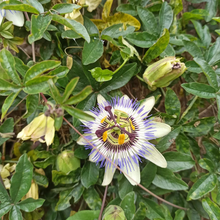 Cargar imagen en el visor de la galería, Pasionaria – La enredadera que llena de vida y color tu jardín
