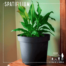 Cargar imagen en el visor de la galería, Spatifilium – Belleza y Purificación en un Solo Lugar