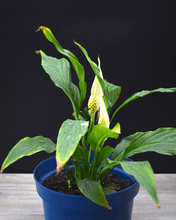 Cargar imagen en el visor de la galería, Spatifilium – Belleza y Purificación en un Solo Lugar