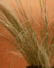 Cargar imagen en el visor de la galería, Stipa tenuissima – Movimiento y elegancia natural para tu jardín todo el año