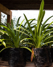 Cargar imagen en el visor de la galería, Agapanto – Belleza Azul que Florece Año Tras Año