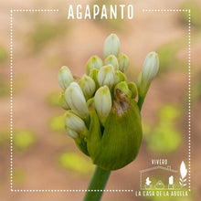 Cargar imagen en el visor de la galería, Agapanto – Belleza Azul que Florece Año Tras Año