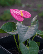 Cargar imagen en el visor de la galería, Anturio o Anthurium – La Flor del Amor que Florece Todo el Año
