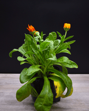 Cargar imagen en el visor de la galería, Chinita (Caléndula) – Belleza vibrante que cuida tu jardín y tu bienestar