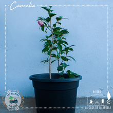Cargar imagen en el visor de la galería, Camelia – Elegancia en Flor Todo el Invierno