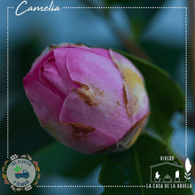 Cargar imagen en el visor de la galería, Camelia – Elegancia en Flor Todo el Invierno