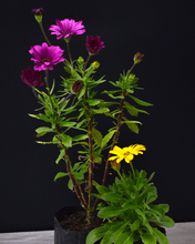 Cargar imagen en el visor de la galería, Dimorfoteca – Color y Alegría Todo el Año con Mínimo Cuidado