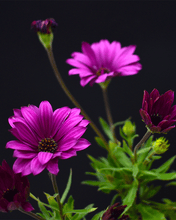 Cargar imagen en el visor de la galería, Dimorfoteca – Color y Alegría Todo el Año con Mínimo Cuidado