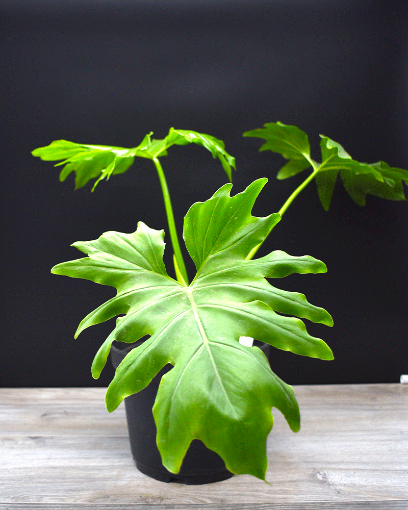 philodendron paraguayo Filodendro Paraguayo – Hojas Tropicales para un Hogar Lleno de Vida – vivero la casa de la abuela