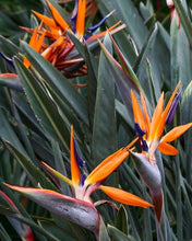 Cargar imagen en el visor de la galería, Flor del Pájaro – Exotismo y color que hacen volar tu jardín