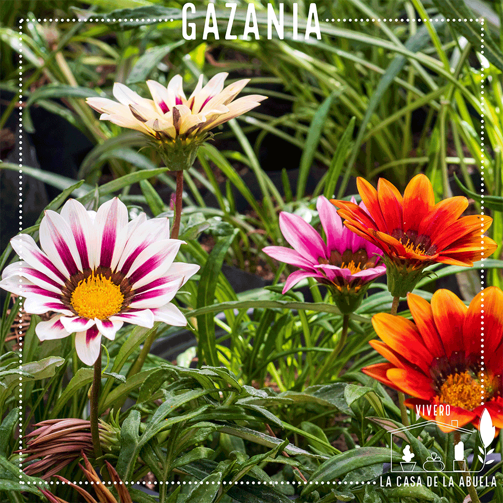 Gazanias vivero la casa de la abuela