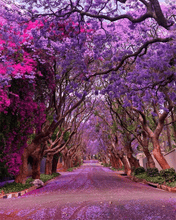 Cargar imagen en el visor de la galería, Jacarandá – Un árbol majestuoso que pinta tu jardín de violeta