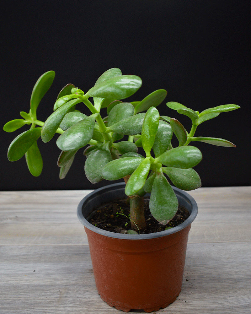 Jade – La Suculenta de la Prosperidad y Buena Energía – vivero la casa de  la abuela