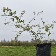 Cargar imagen en el visor de la galería, Madreselva – Aroma encantador y crecimiento veloz para transformar tu jardín