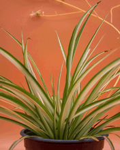 Cargar imagen en el visor de la galería, Malamadre – La Planta Colgante que Da Vida y Movimiento a Tu Espacio