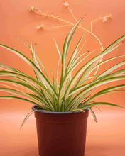 Cargar imagen en el visor de la galería, Malamadre – La Planta Colgante que Da Vida y Movimiento a Tu Espacio