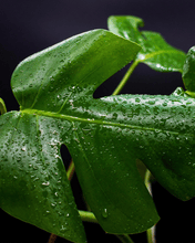 Cargar imagen en el visor de la galería, Monstera mediana– La Planta Tropical que Transforma tu Hogar en un Oasis Verde