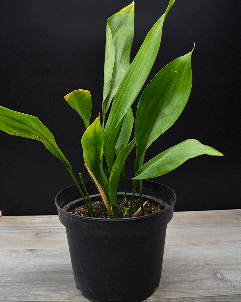 Orejas de Burro vivero la casa de la abuela