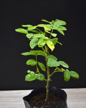 Cargar imagen en el visor de la galería, Rosales – El Clásico Atemporal que Llenará tu Jardín de Encanto y Color