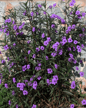 Cargar imagen en el visor de la galería, Ruellia – Color vibrante todo el año y sin complicaciones