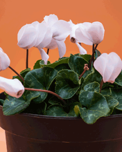 Cargar imagen en el visor de la galería, Violeta Persia