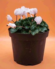 Cargar imagen en el visor de la galería, Violeta Persia