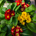 Oreja de Oso (Primula acaulis) – Flores vibrantes que llenan de vida tu hogar