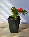 Azalea