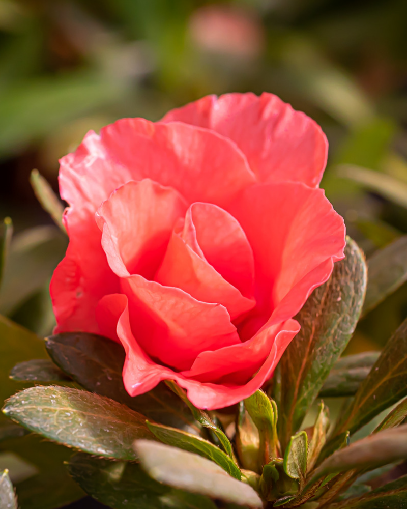 Azalea