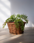 Helecho asplenium vivipara