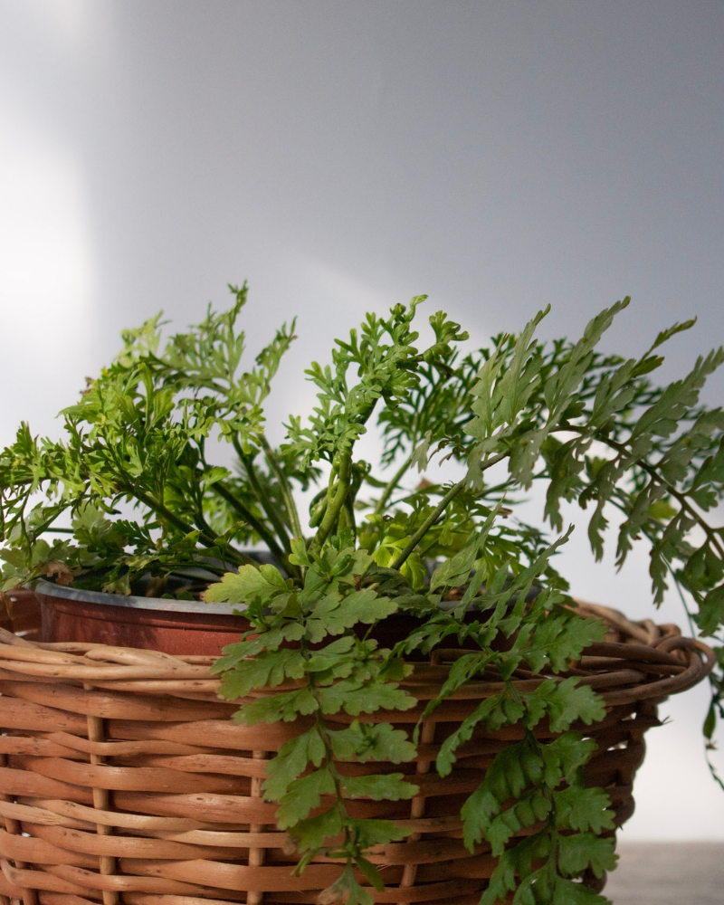 Helecho asplenium vivipara