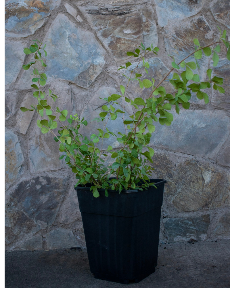 Rhus crenata – El Arbusto Ideal para Cercos Vivos y Jardines Resistentes