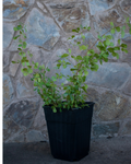 Rhus crenata – El Arbusto Ideal para Cercos Vivos y Jardines Resistentes