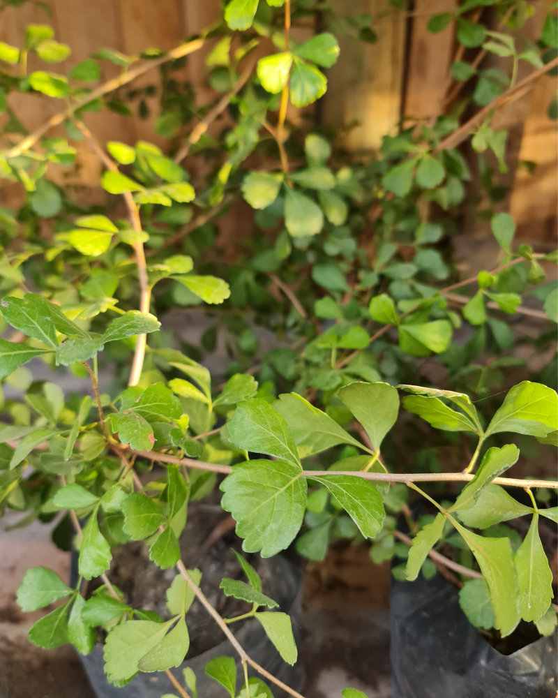Rhus crenata – El Arbusto Ideal para Cercos Vivos y Jardines Resistentes